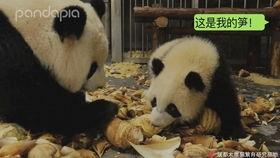 最新爆料熊猫视频,揭秘幕后真相,带你走进神秘世界 第3张 最新爆料熊猫视频,揭秘幕后真相,带你走进神秘世界 第3张