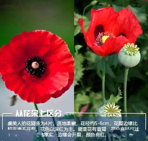 虞美人爆料日本医生视频,日本医生视频引发热议，真相令人震惊